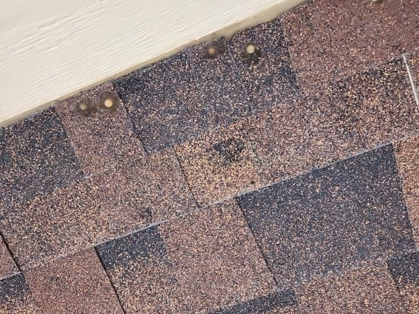 Hail impact marks bruising asphalt shingles, documented on a Centennial roof inspection